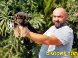 ALMAN ÇOBAN KÖPEĞİ YAVRULAR 4