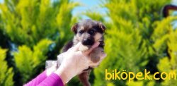 ALMAN ÇOBAN KÖPEĞİ YAVRULAR 2