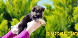 ALMAN ÇOBAN KÖPEĞİ YAVRULAR 1