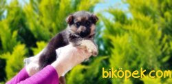 ALMAN ÇOBAN KÖPEĞİ YAVRULAR 3