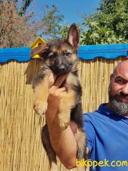 ALMAN ÇOBAN KÖPEĞİ YAVRULAR 5