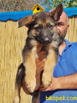 ALMAN ÇOBAN KÖPEĞİ YAVRULAR 3