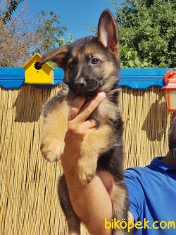 ALMAN ÇOBAN KÖPEĞİ YAVRULAR 4