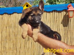 ALMAN ÇOBAN KÖPEĞİ YAVRULAR 1