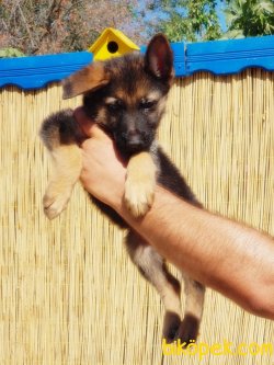 ALMAN ÇOBAN KÖPEĞİ YAVRULAR 2