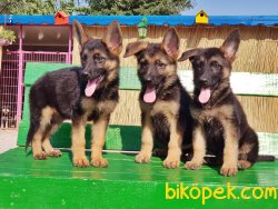 ALMAN ÇOBAN KÖPEĞİ YAVRULAR 4