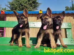 ALMAN ÇOBAN KÖPEĞİ YAVRULAR 1