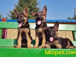 ALMAN ÇOBAN KÖPEĞİ YAVRULAR 2