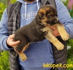 ALMAN ÇOBAN KÖPEĞİ YAVRULARI 2