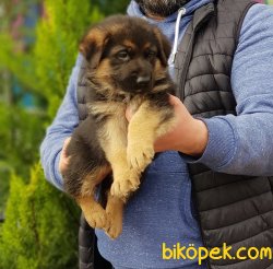 ALMAN ÇOBAN KÖPEĞİ YAVRULARI 4