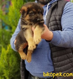 ALMAN ÇOBAN KÖPEĞİ YAVRULARI 3