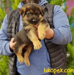 ALMAN ÇOBAN KÖPEĞİ YAVRULARI 5