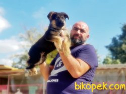 ALMAN ÇOBAN KÖPEĞİ YAVRULARI 4