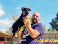 ALMAN ÇOBAN KÖPEĞİ YAVRULARI 2