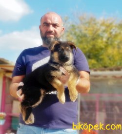 ALMAN ÇOBAN KÖPEĞİ YAVRULARI 5