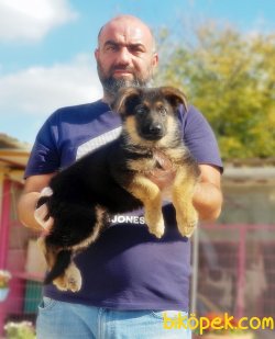 ALMAN ÇOBAN KÖPEĞİ YAVRULARI 1