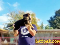 ALMAN ÇOBAN KÖPEĞİ YAVRULARI 3