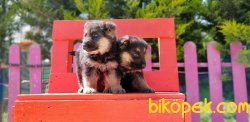 ALMAN ÇOBAN KÖPEĞİ YAVRULARI 1
