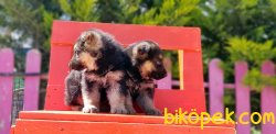 ALMAN ÇOBAN KÖPEĞİ YAVRULARI 4