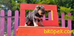ALMAN ÇOBAN KÖPEĞİ YAVRULARI 3