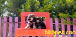 ALMAN ÇOBAN KÖPEĞİ YAVRULARI 5