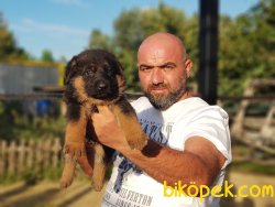 ALMAN ÇOBAN KÖPEĞİ YAVRULARI 4