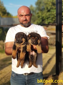 ALMAN ÇOBAN KÖPEĞİ YAVRULARI 5