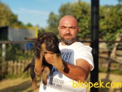 ALMAN ÇOBAN KÖPEĞİ YAVRULARI 1