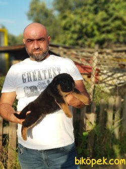 ALMAN ÇOBAN KÖPEĞİ YAVRULARI 3