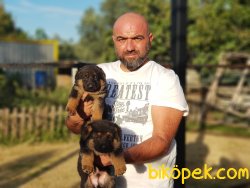 ALMAN ÇOBAN KÖPEĞİ YAVRULARI 2