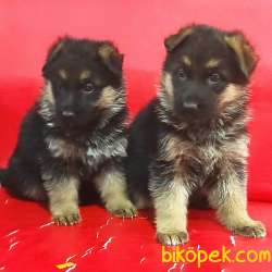 Alman Çoban Köpeği Yavruları 3