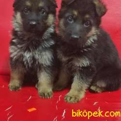Alman Çoban Köpeği Yavruları 1