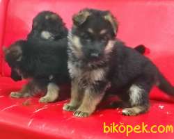 Alman Çoban Köpeği Yavruları 4
