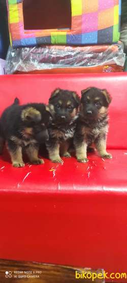 Alman Çoban Köpeği Yavruları 2