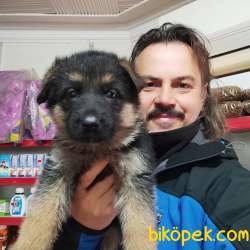 Alman Çoban Köpeği Yavruları 5