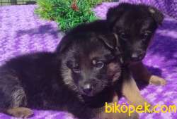 Alman Çoban Köpeği Yavruları 3