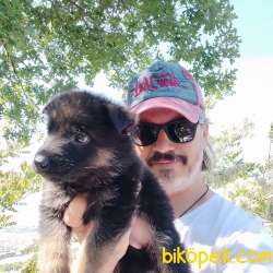 Alman Çoban Köpeği Yavruları 1