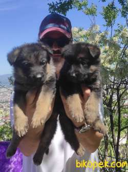 Alman Çoban Köpeği Yavruları 3