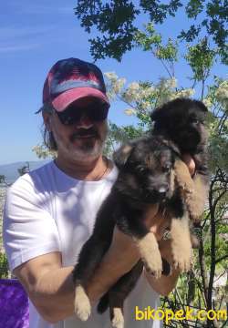 Alman Çoban Köpeği Yavruları 2
