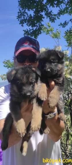Alman Çoban Köpeği Yavruları 4