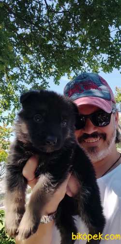 Alman Çoban Köpeği Yavruları 1