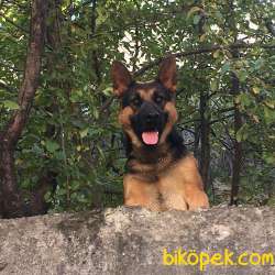 Alman Çoban Köpegi Yavruları 5