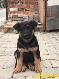 Alman Çoban Köpegi Yavruları 3