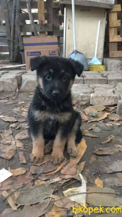 Alman Çoban Köpegi Yavruları 4