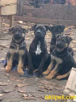 Alman Çoban Köpegi Yavruları 2
