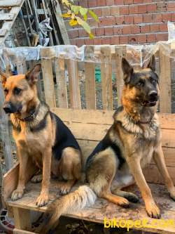 Alman Çoban Köpegi Yavruları 1
