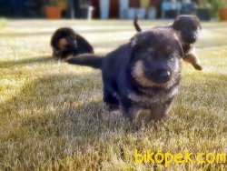 ALMAN ÇOBAN KÖPEĞİ YAVRUSU 5