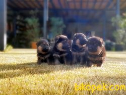 ALMAN ÇOBAN KÖPEĞİ YAVRUSU 2