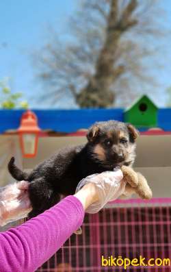 ALMAN ÇOBAN KÖPEĞİ YAVRUSU 4