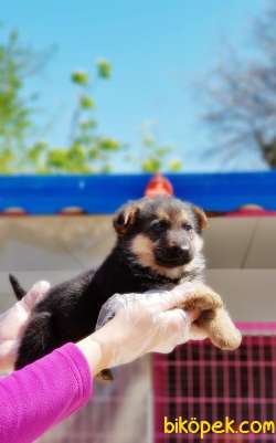 ALMAN ÇOBAN KÖPEĞİ YAVRUSU 5